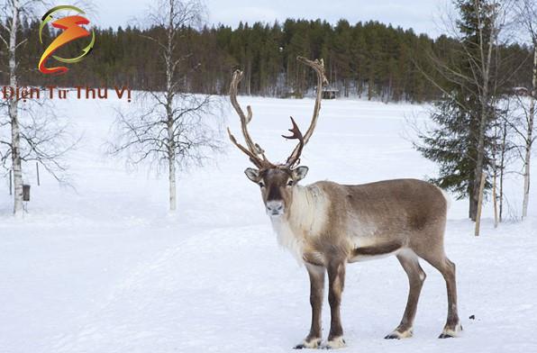 Origin Of Reindeer And Husband - From Folklore to Fact