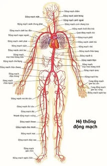 Mạch Động Lực Là Gì? - Giải Thích Đơn Giản Cho Người Mới Bắt Đầu